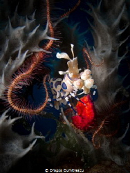 Harlequin Shrimp with a bite of red seastar. Canon G12, 1... by Dragos Dumitrescu 